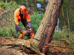 Lawrence, IN Tree Services Company